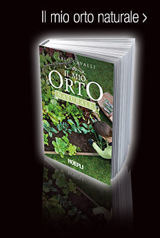 ORTO